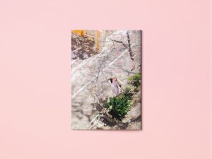 7inch 柴田聡子 / 雑感 スロー・イン　2枚セット 柴田聡子『スロー・イン』2×7inch